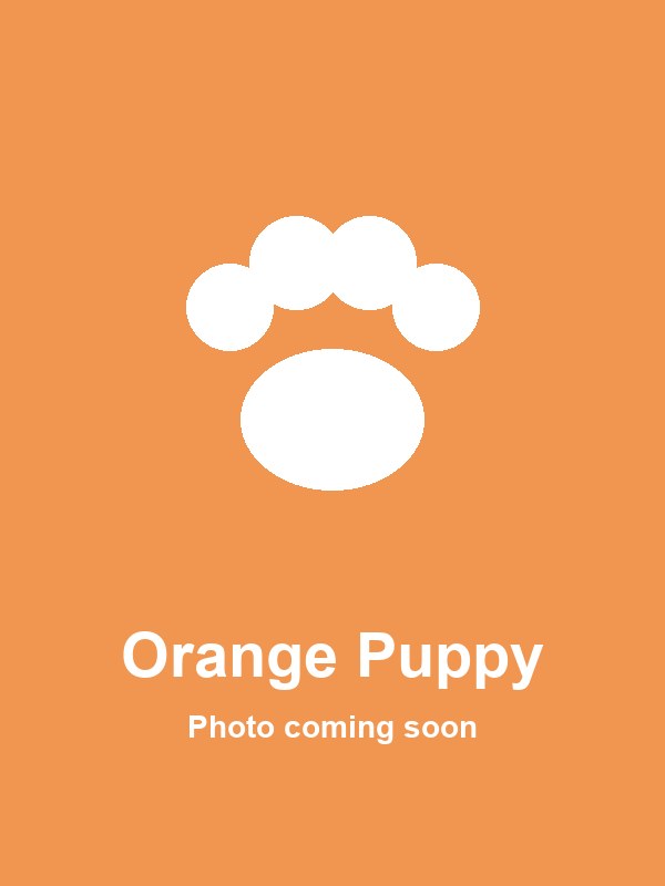 Orange Puppy party character